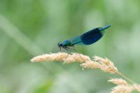 Calopteryx splendens