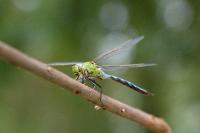 Anax imperator