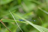 Ischnura elegans