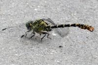 Onychogomphus forcipatus