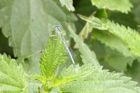 Platycnemis pennipes