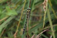 Cordulegaster boltonii