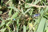 Ischnura elegans