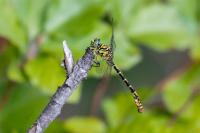Onychogomphus forcipatus