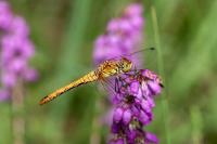 Sympetrum sanguineum