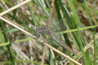 Orthetrum coerulescens