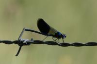 Calopteryx splendens