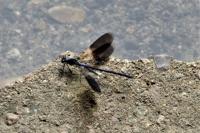 Calopteryx splendens