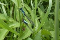 Ischnura elegans