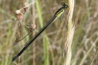 Ischnura elegans