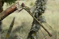 Chalcolestes viridis