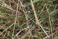 Platycnemis pennipes