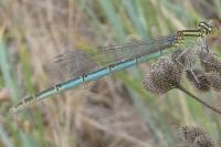 Erythromma lindenii