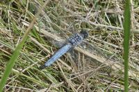Orthetrum brunneum