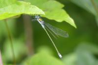 Lestes sponsa