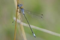 Lestes sponsa