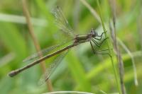 Chalcolestes viridis
