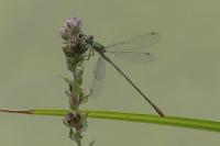 Chalcolestes viridis