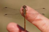 Sympetrum meridionale