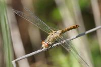 Sympetrum sanguineum