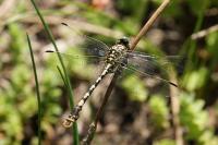 Onychogomphus forcipatus