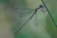 Chalcolestes viridis