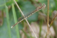Sympecma fusca