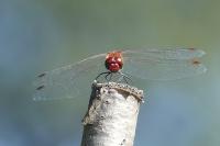 Sympetrum sanguineum