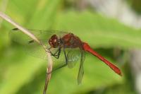 Sympetrum sanguineum