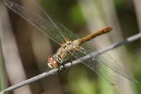 Sympetrum sanguineum