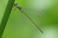 Chalcolestes viridis