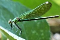 Calopteryx splendens