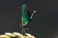 Calopteryx splendens