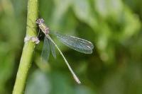 Chalcolestes viridis