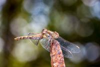 Sympetrum striolatum