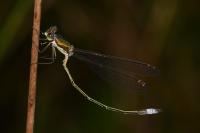Lestes virens vestalis