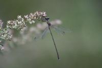 Chalcolestes viridis