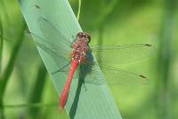 Sympetrum sanguineum