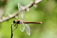 Sympetrum meridionale
