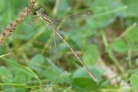 Lestes barbarus