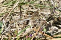 Sympetrum meridionale