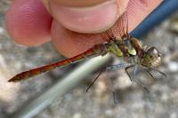 Sympetrum striolatum