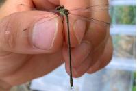 Chalcolestes viridis