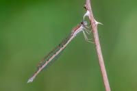 Sympecma fusca