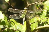 Aeshna cyanea