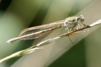 Sympecma fusca
