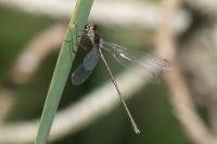 Chalcolestes viridis