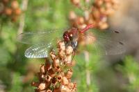 Sympetrum sanguineum