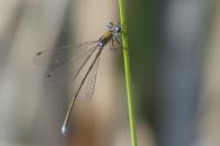 Lestes virens