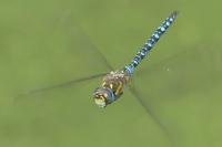 Aeshna mixta